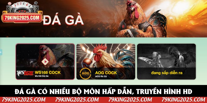 Đá gà có nhiều bộ môn hấp dẫn, truyền hình HD Đá gà có nhiều bộ môn hấp dẫn, truyền hình HD